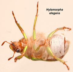 Hylamorpha elegans