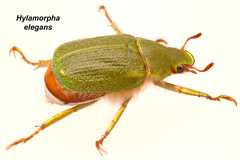 Hylamorpha elegans