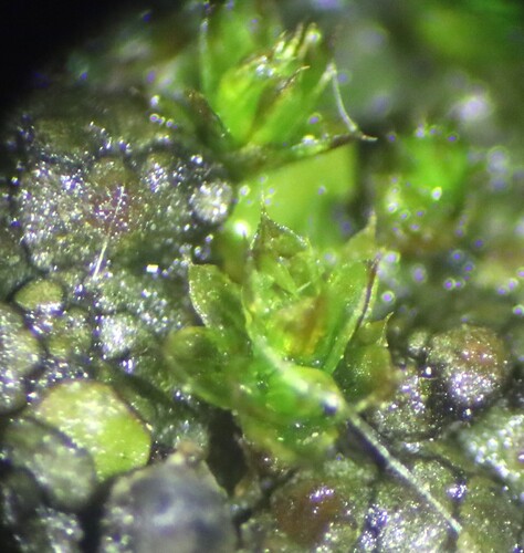 Crossidium aberrans