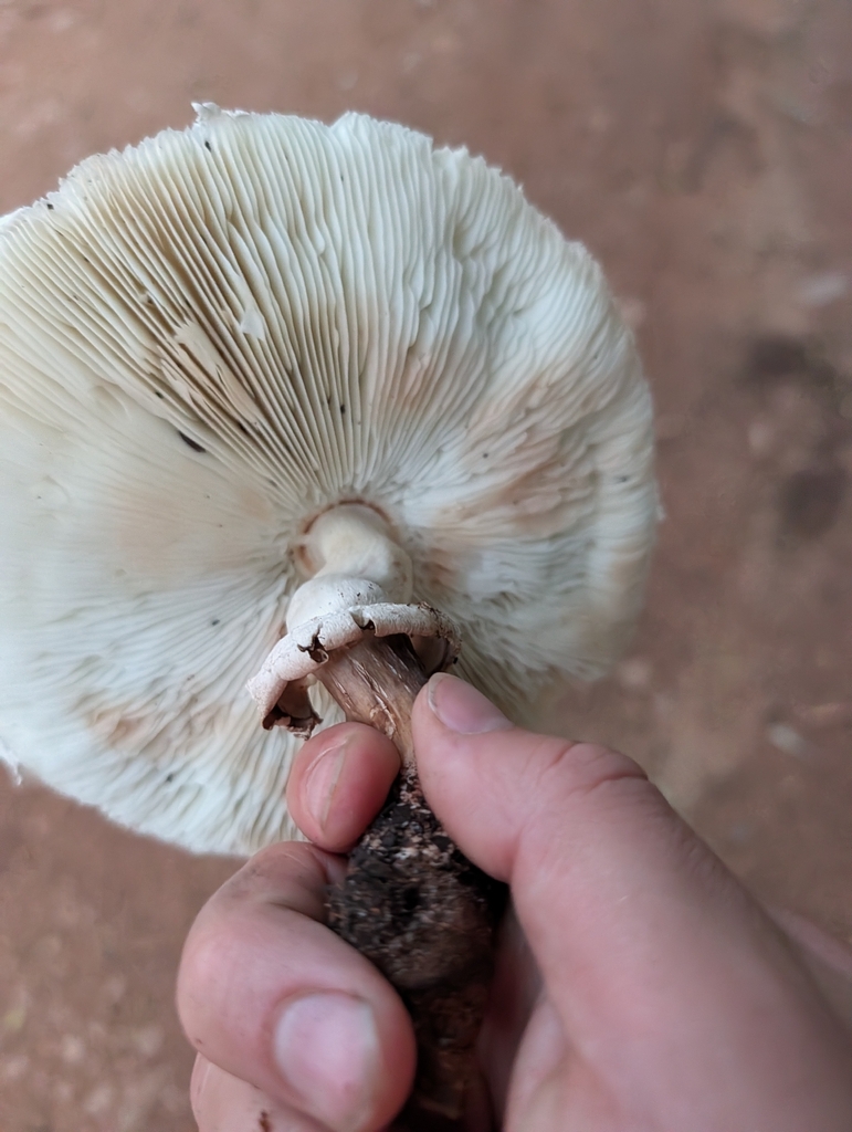 Chlorophyllum molybdites · March 2026 · photo: © maxark (iNaturalist, cc-by)
