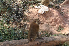 Macaca
