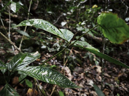 Chloranthus elatior observed 2026-02-24