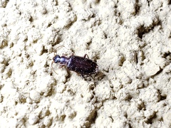 Dromius