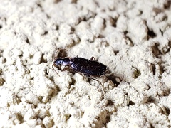 Dromius
