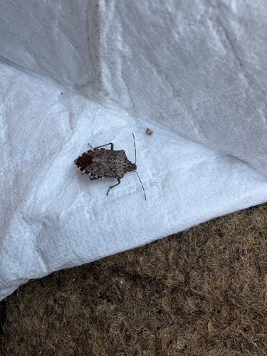 Brown Marmorated Stink Bug
