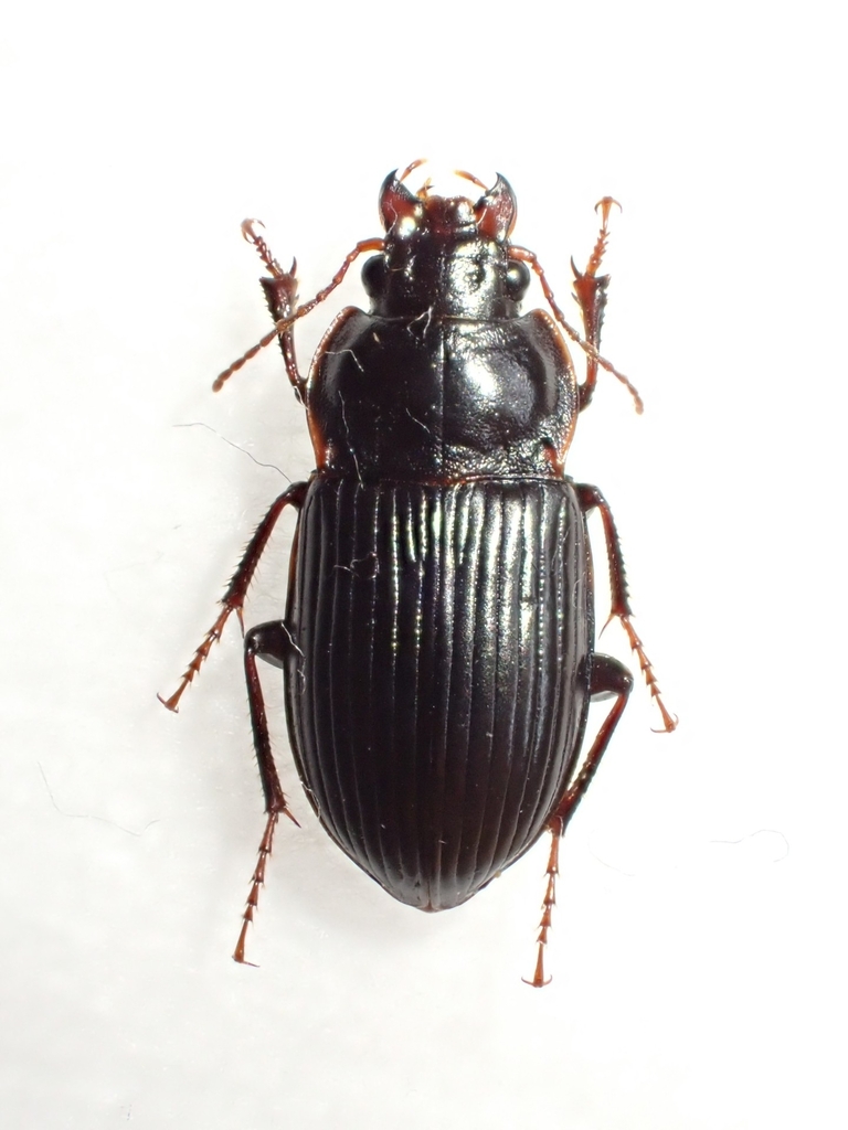 Amara macra