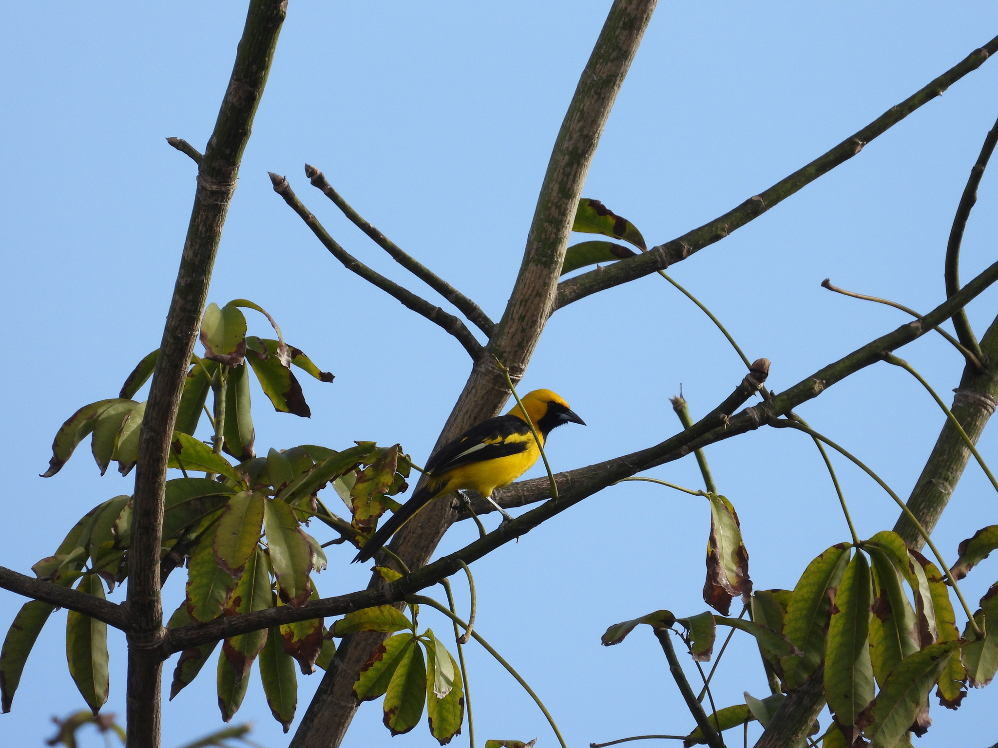 Yellow-tailed Oriole (Icterus mesomelas), photo 3