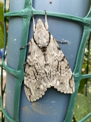 Psilogramma menephron