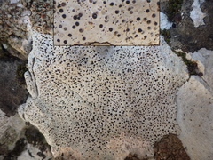 Bagliettoa baldensis