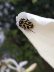 Astylus atromaculatus