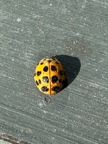 Asian Lady Beetle
