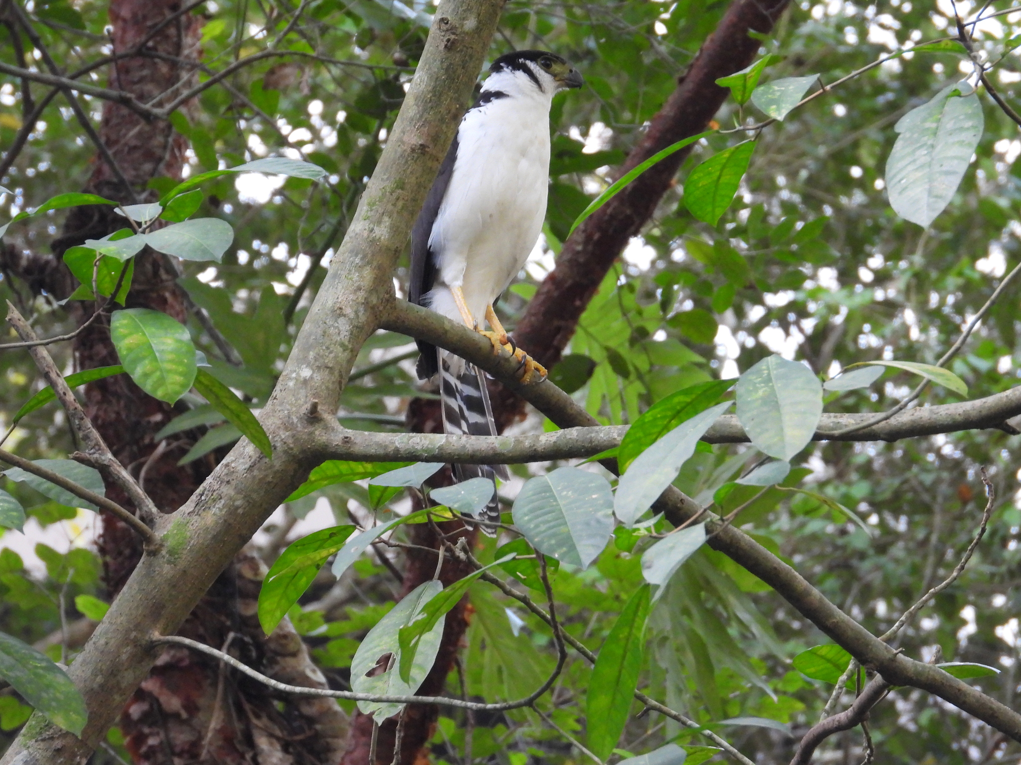 Collared Forest Falcon (Micrastur semitorquatus), photo 4