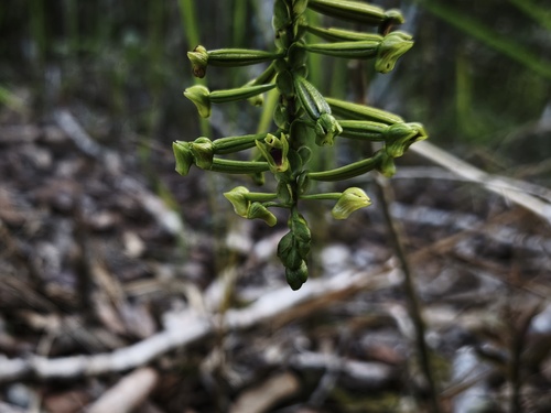 Appendicula pendula observed 2026-02-25
