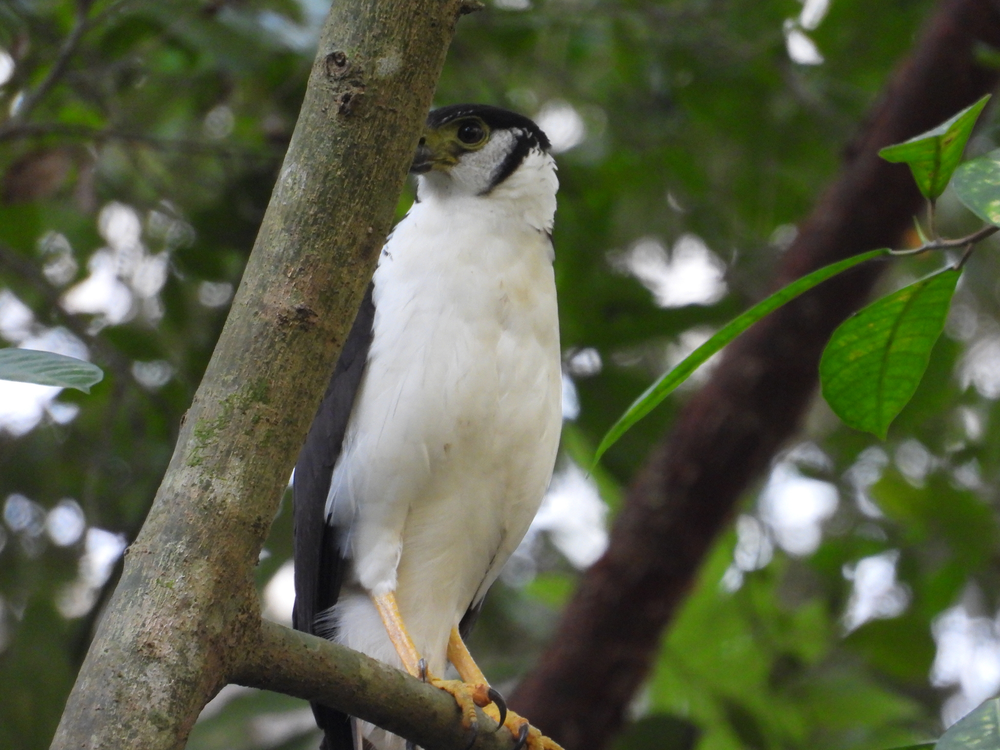 Collared Forest Falcon (Micrastur semitorquatus), photo 5