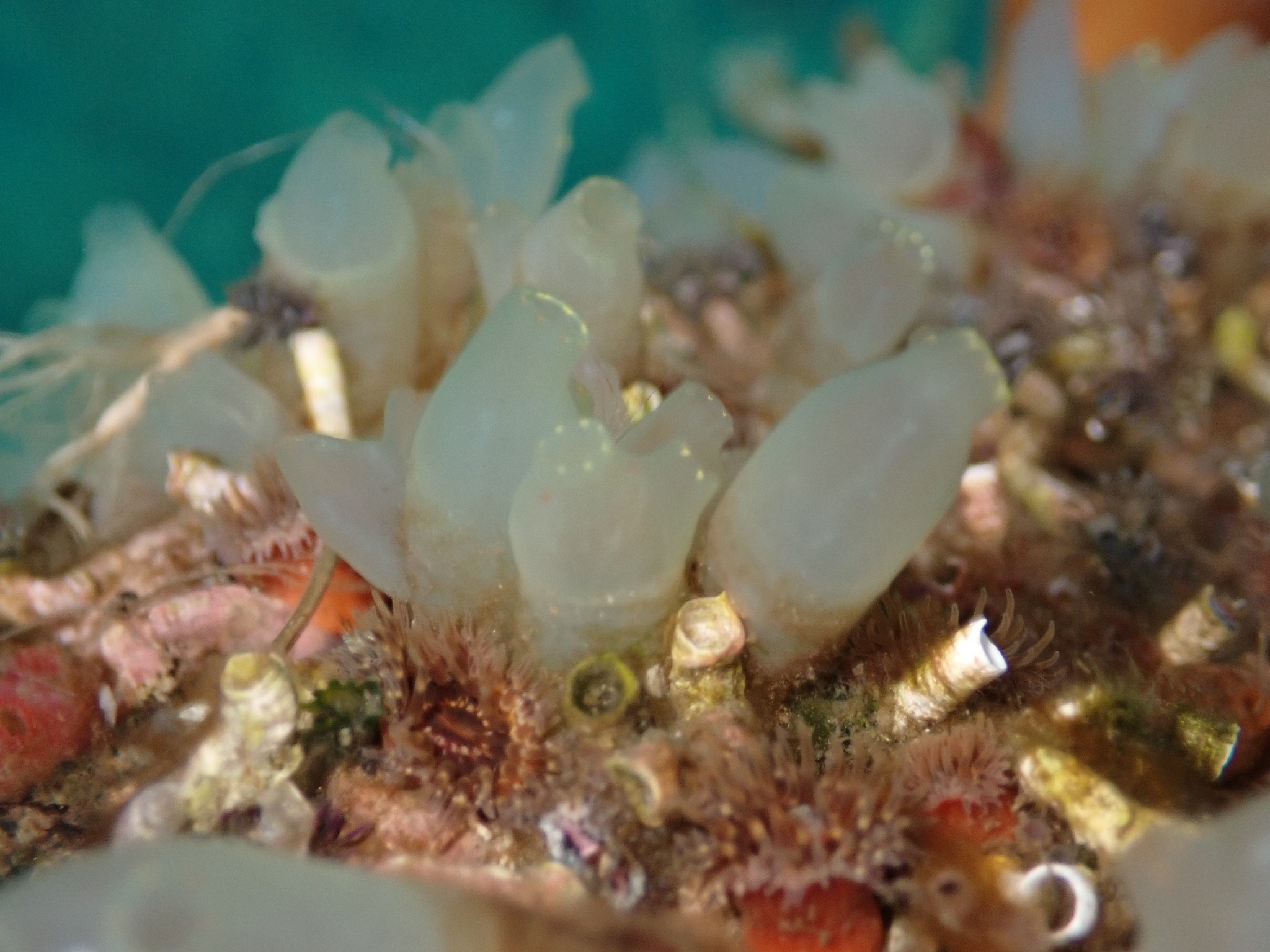 Ciona intestinalis (Linnaeus, 1767)