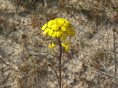 Erysimum teretifolium