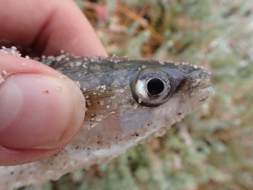 Southern mullet (Liza richardsonii) — Mugilidae — 5