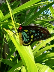 Ornithoptera