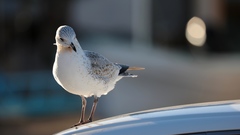 Larus delawarensis