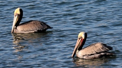 Pelecanus occidentalis