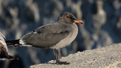 Larus heermanni