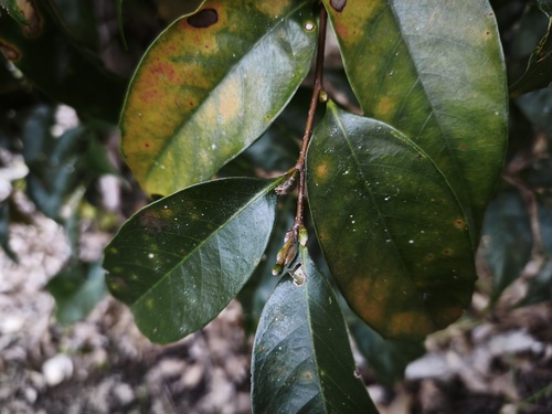 Castanopsis acuminatissima observed 2026-02-25
