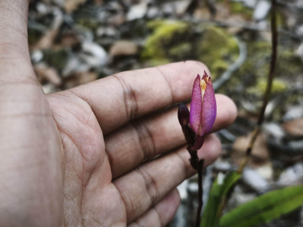 Bromheadia finlaysoniana (Bromheadia finlaysoniana)