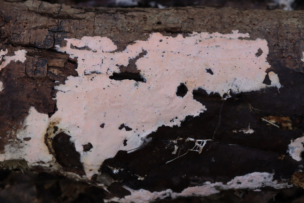 Erythricium laetum