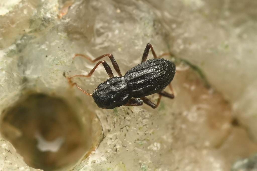 Furnace Creek Riffle Beetle