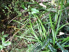 Carex forsteri
