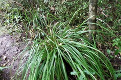 Carex forsteri
