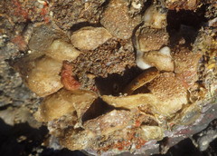 Isognomon janus