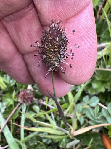 Alpine Timothy (Phleum alpinum)