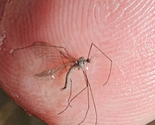Unknown species found near Laurel Run, PA, USA