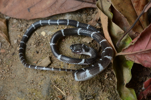 Northern Large-toothed Snake