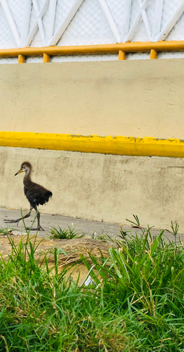 Limpkin