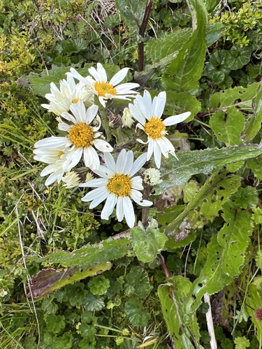 Magellan Ragwort (Senecio smithii)