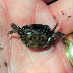 Hemigrapsus crenulatus