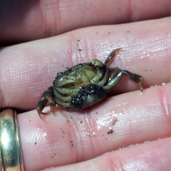 Hemigrapsus crenulatus