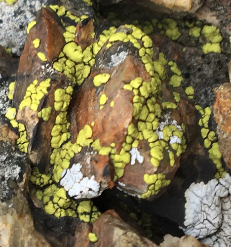 Yellow Cobblestone Lichen