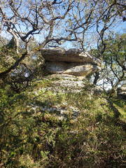 Bagliettoa baldensis