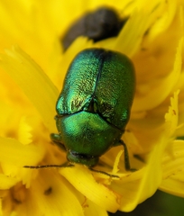 Cryptocephalus aureolus