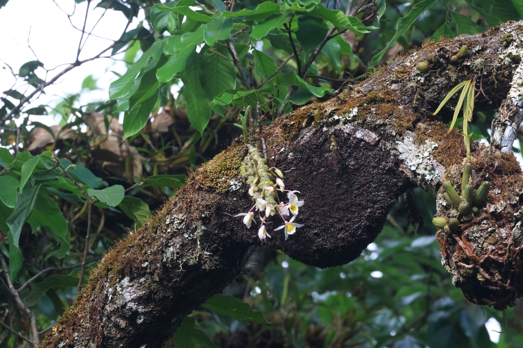 Dendrobium pendulum Roxb. 2