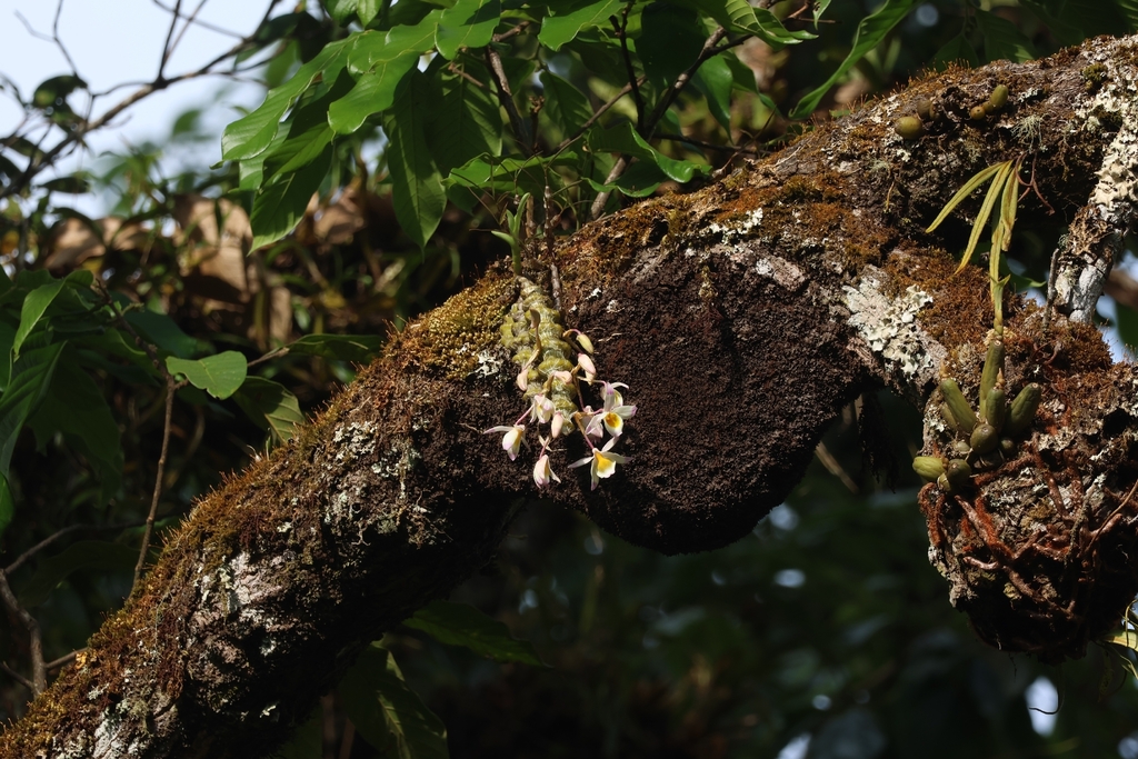 Dendrobium pendulum Roxb. 3