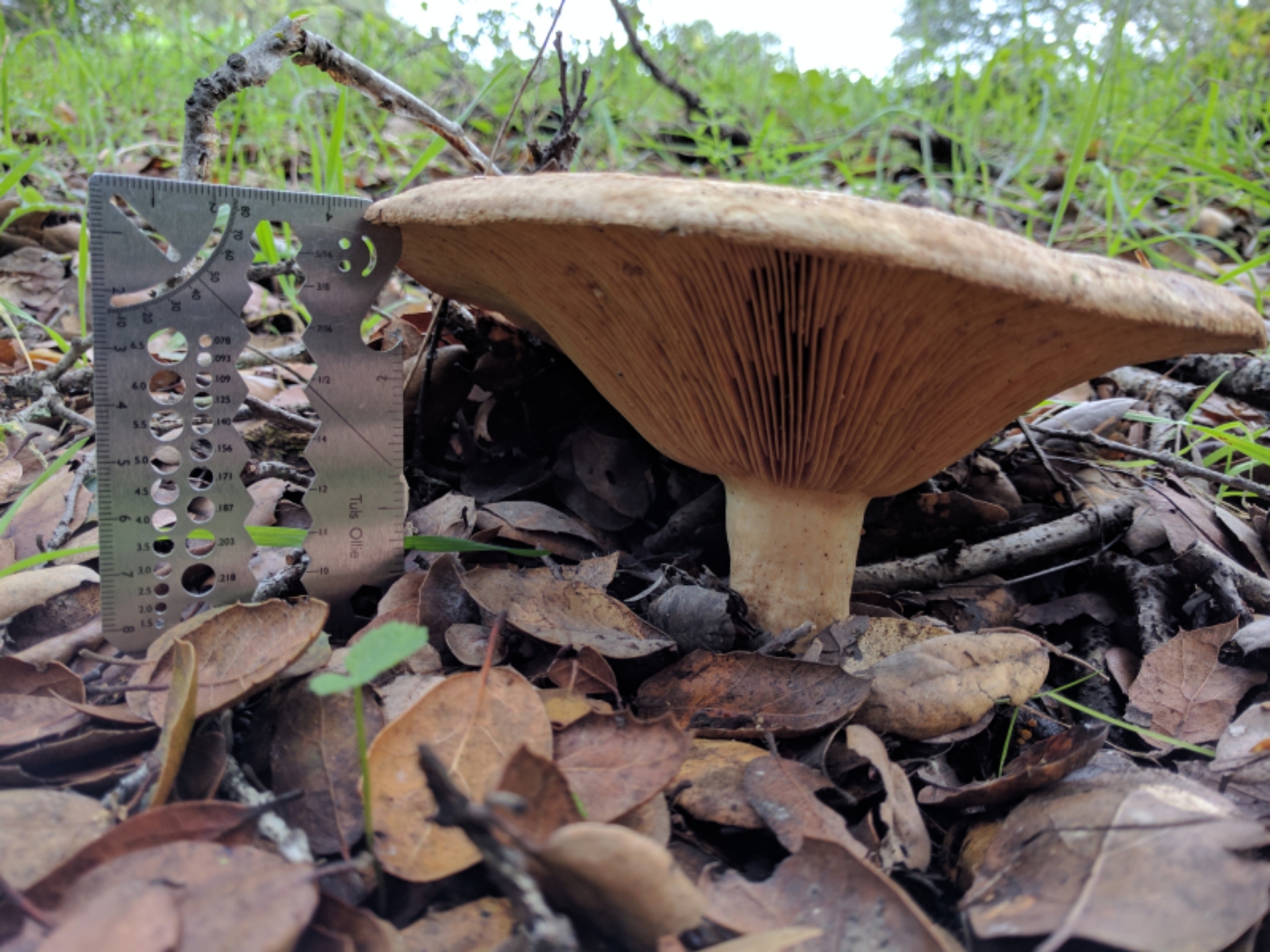 Lactarius argillaceifolius var. megacarpus image