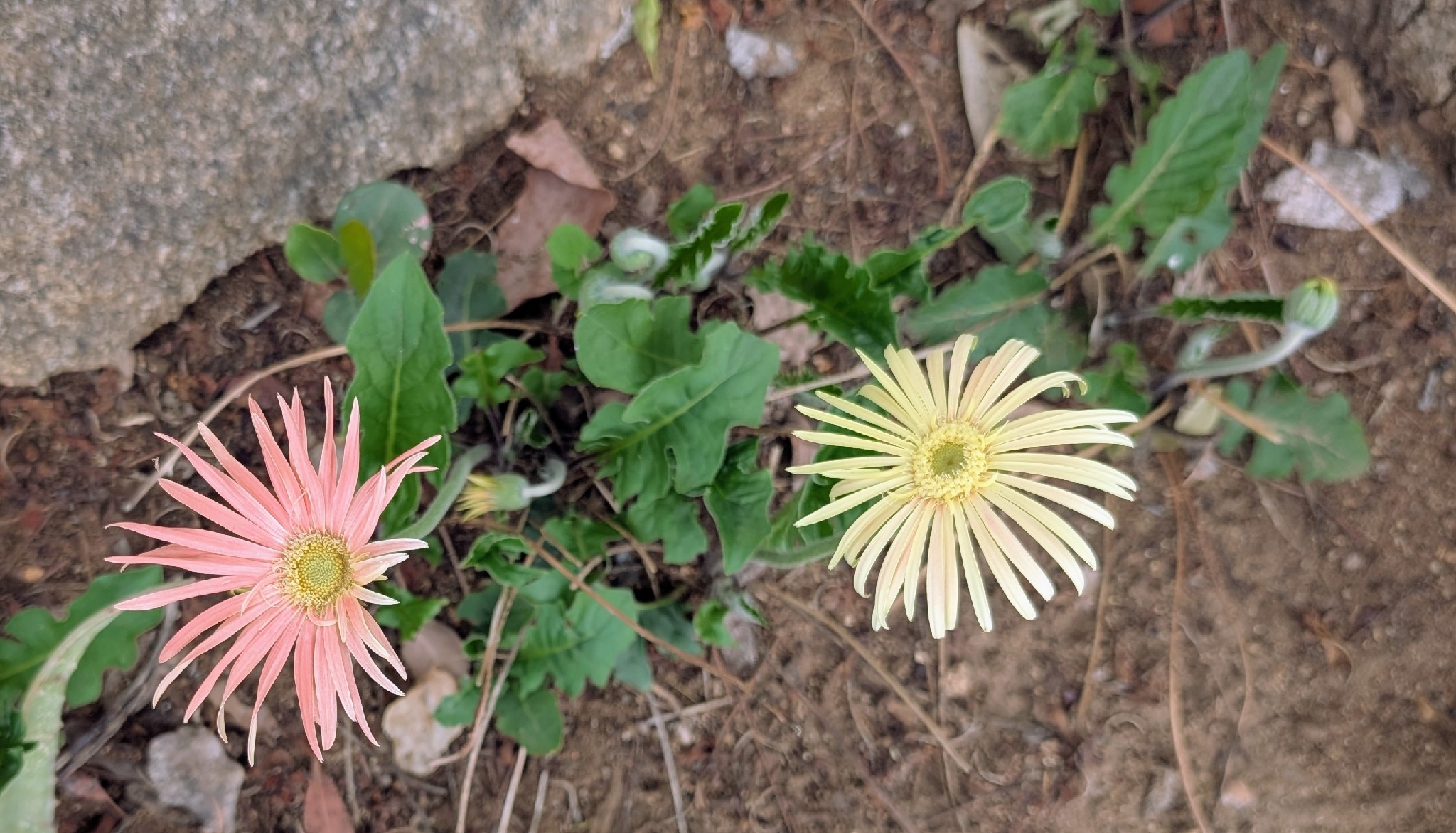 Barberton Daisy (Gerbera jamesonii)