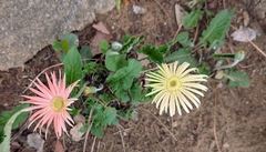 Le Gerbera (Gerbera jamesonii)