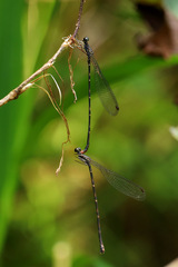 Melanesobasis flavilabris
