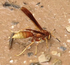 Polistes kaibabensis