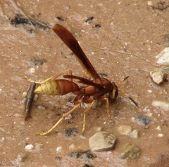 Polistes kaibabensis
